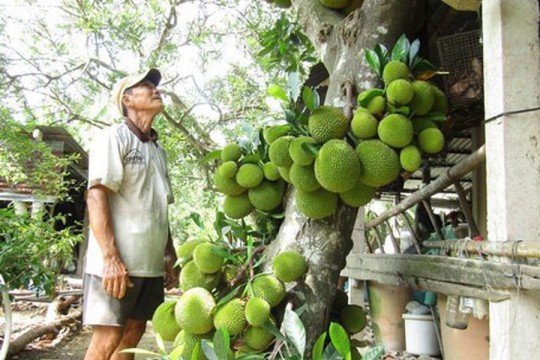 Cây mít kỳ lạ nhất Việt Nam, hàng ngàn người đổ về Bến Tre xem