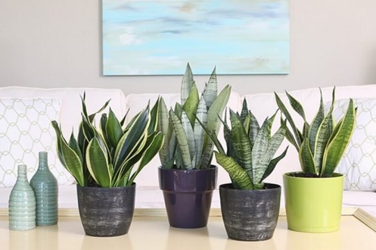 Các loại cây lọc sạch không khí trong nhà ai cũng từng thấy nhưng chưa biết hết công dụng